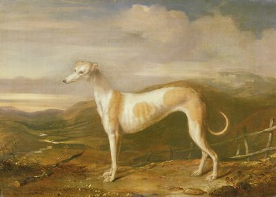 Windhund von William Barraud